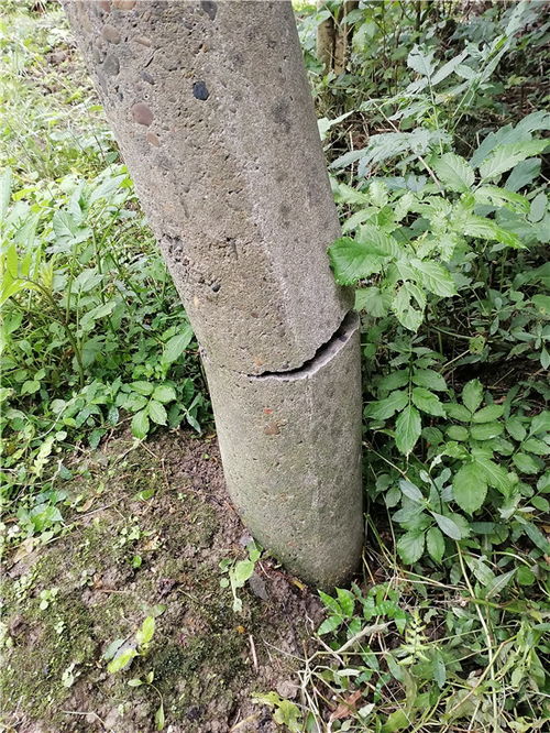 裂种开裂的处理技巧