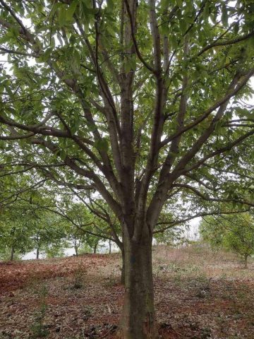 2023年玉兰树苗木价格行情揭秘