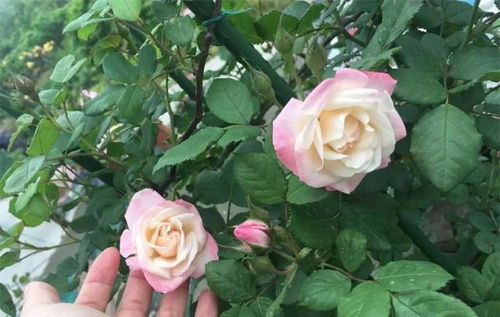 月季花：开花的机器