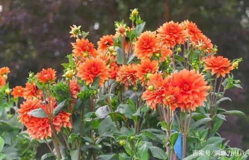 种花心情，美丽心情