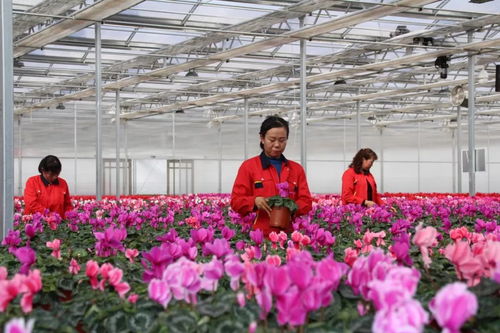 春节买什么花好？这些传统花卉别错过