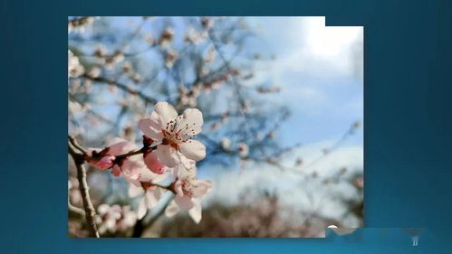 一、平凡中的不平凡：那些独特的花