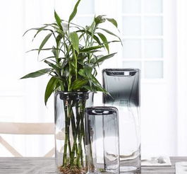 水培如意，养护无忧，土培更旺！水培/土培技巧，一招get！