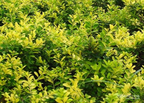 法国冬青，它是个啥玩意儿？