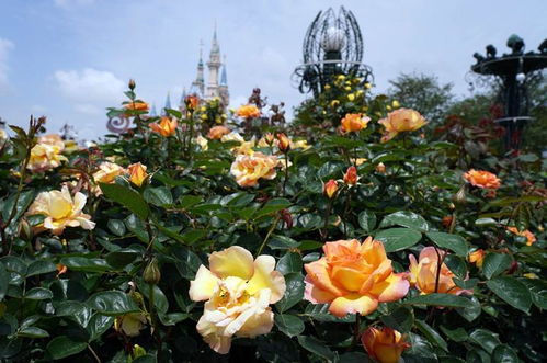 花博会中的月季园