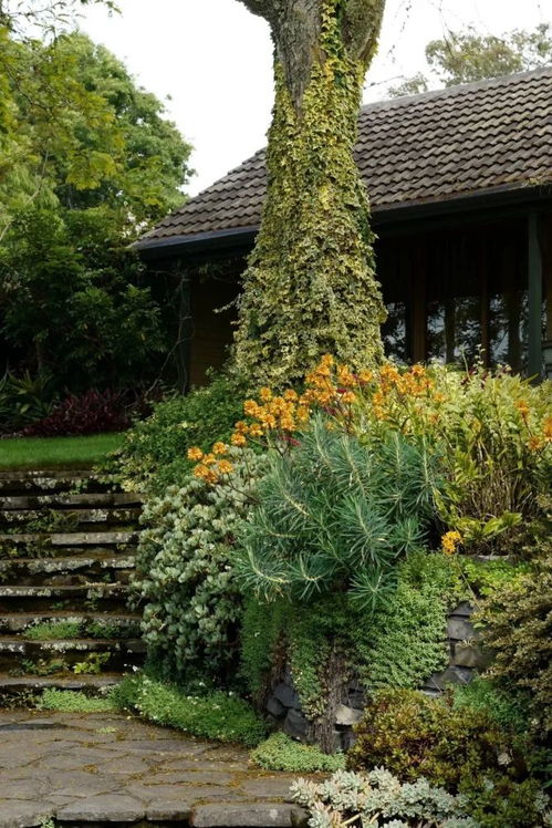 庭院里爬藤植物大集合，美丽又实用！