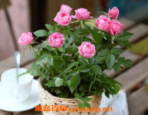 玫瑰花养殖技巧：品种选择与土壤要求