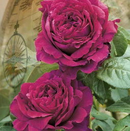 花坛里的美丽对决：保罗内龙月季VS西枝牡丹