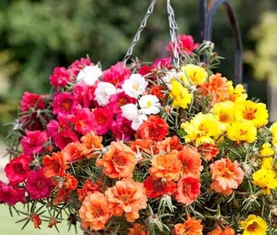 入手草本花的教训