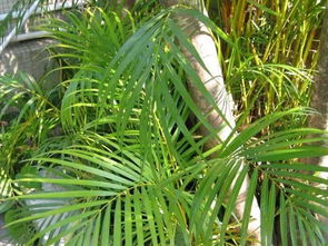 浇水的种类：河水、 湖水、茶水、淘米水