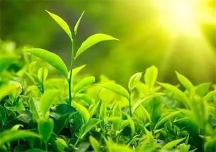 有机种植， 纯自然生态种植