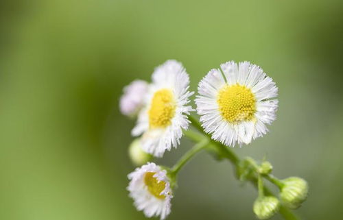 2、 黄花萱草（金针菜）H.flava