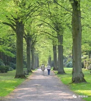 一、 适合城市绿化的树木种类