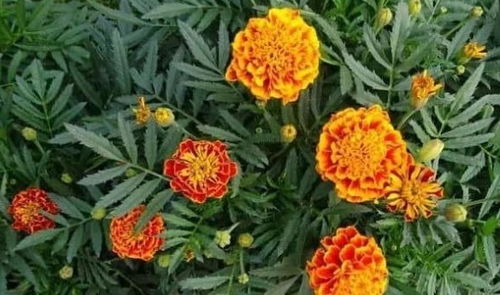 简单种植， 轻松养护