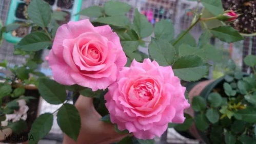 月季花的品种推荐