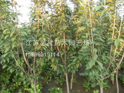 了解苗木价格，先从哪里入手？