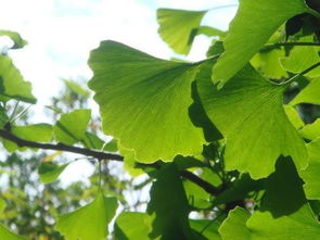 播种大法：银杏的春天故事