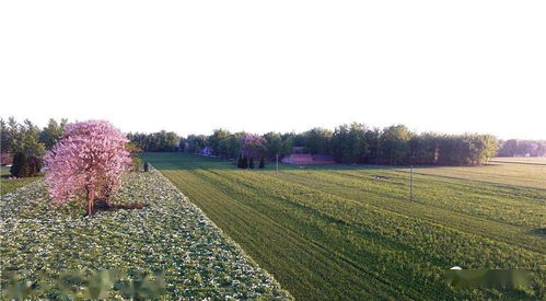 作物生长与病虫害的微妙关系