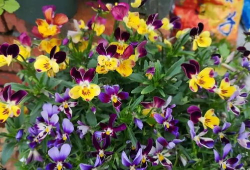 角堇：冬日里的彩色花毯