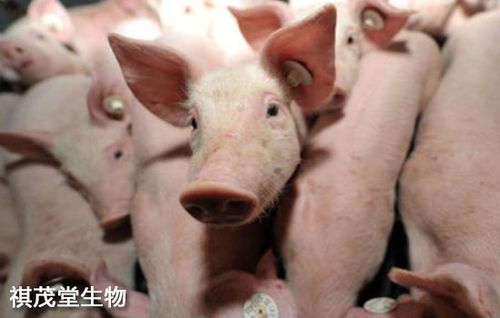 强化仔猪腹泻病毒防控，保障养殖安全