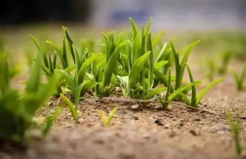 专家一出手，亩产翻几番！