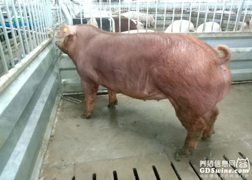 夏季科学养猪，高效增膘降成本