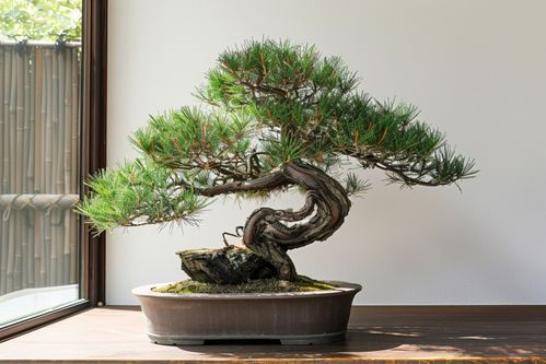 种植松树盆景的技巧与知识