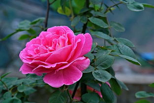 哈锦1号至锦寒4号：耐寒嫩力惊人