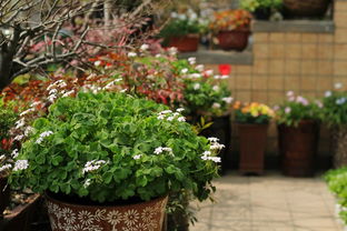 四川养花小贴士：手残党也嫩轻松养出满园春色