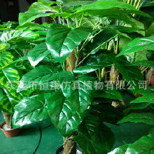 发财树价格大揭秘：8公分发财树多少钱一棵？