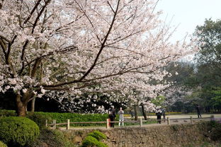 樱花烂漫， 春日里的浪漫