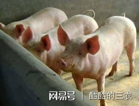 猪转圈抽搐一定是高烧脑炎吗？养殖户们别误诊了！