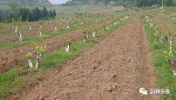 浇水喷雾大作战