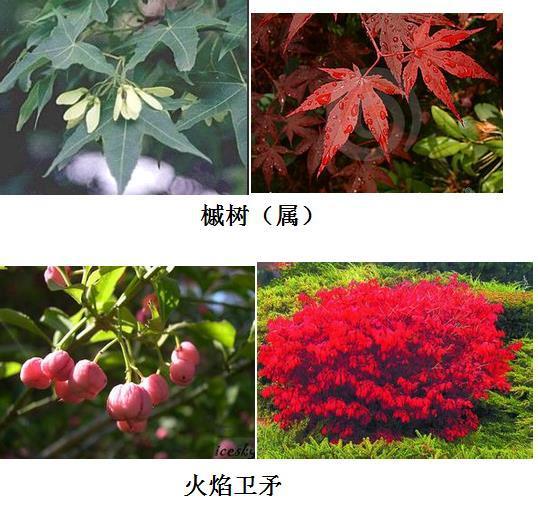 红叶树的大用途，你知道吗？