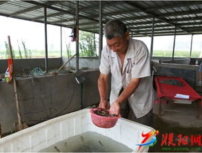 江西小泥鳅项目助力农民增收，聚焦特色养殖