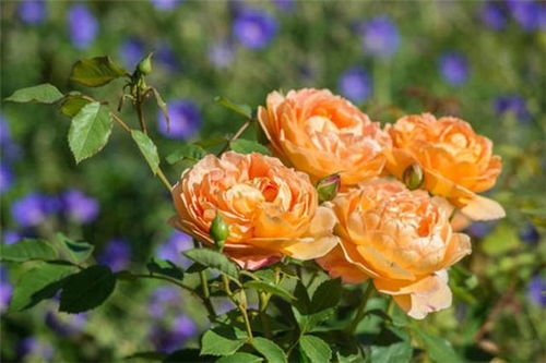 月季花修剪方法有哪些，如何正确修剪以促进花朵生长
