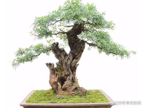 三、种植技巧，你掌握了几个？