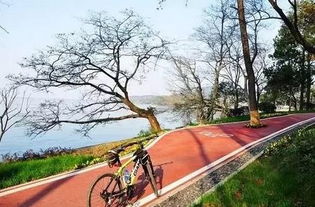 因地制宜：适地适树