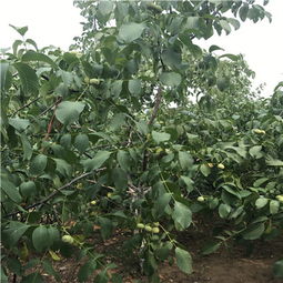 酸梅树不宜种植在低洼积水、土壤贫瘠之地
