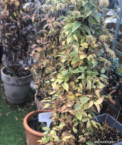 冬天室外能种啥常绿植物？这些冬天冻不死