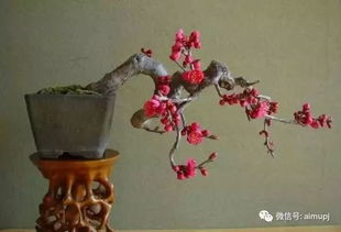 梅花换盆后掉叶了是土壤问题还是养护不当