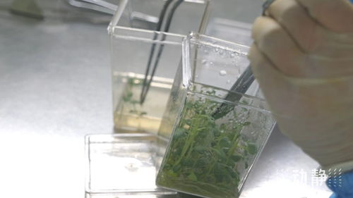 马铃薯组培技术步骤中，如何正确消毒和接种以避免污染