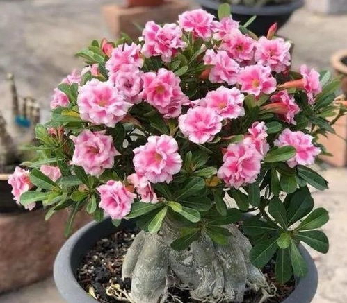 玫瑰老桩冬天养护方法揭秘