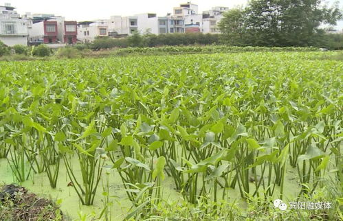 贵州榕江茶油基地：揭秘高效种植技术，让茶油树丰收在望！