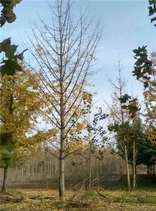 银杏， 那绿油油的宝贝