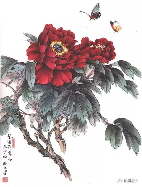 牡丹花开富贵，送花时你选对了吗