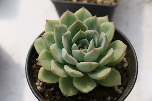 土壤透气，排水好