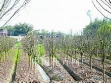 苗木分类是园林绿化工作中的重要环节