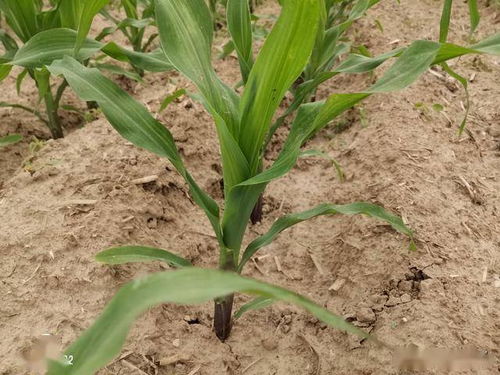 选择除树烂根剂的小技巧