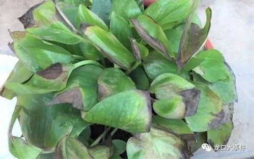 木槿叶子蔫了的原因解析